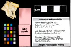 Foto (Objekt + Etiketten) von Eodromites grandis (von Meyer, 1857) 